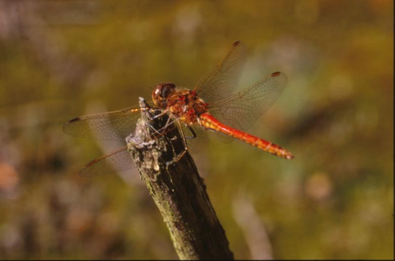 Free stock image of DRAGONFLY created by MUNCH PIERRE