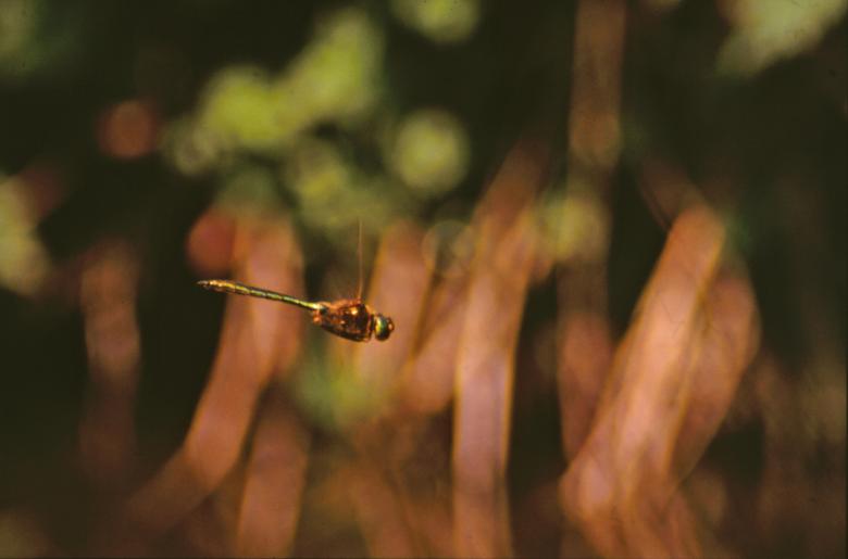 Free stock image of DRAGONFLY created by MUNCH PIERRE
