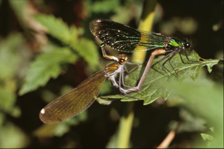 Free stock image of DRAGONFLY created by MUNCH PIERRE