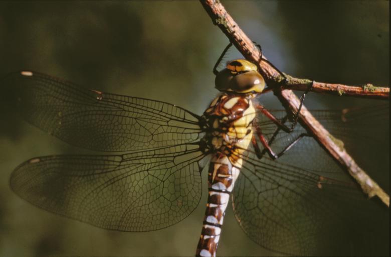 Free stock image of DRAGONFLY created by MUNCH PIERRE