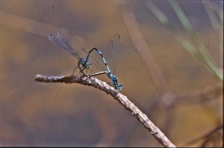 Free stock image of DRAGONFLY created by MUNCH PIERRE