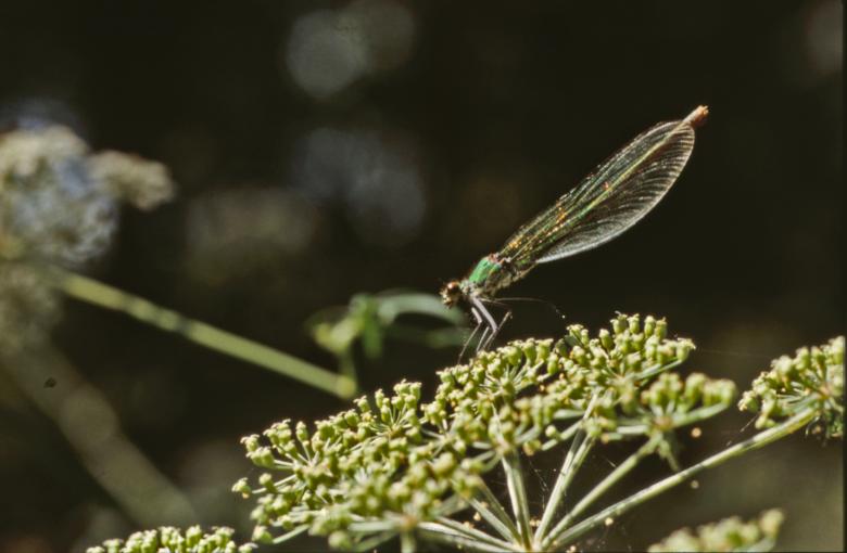 Free stock image of DRAGONFLY created by MUNCH PIERRE