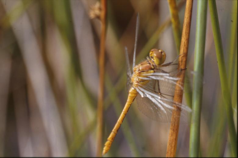 Free stock image of DRAGONFLY created by MUNCH PIERRE