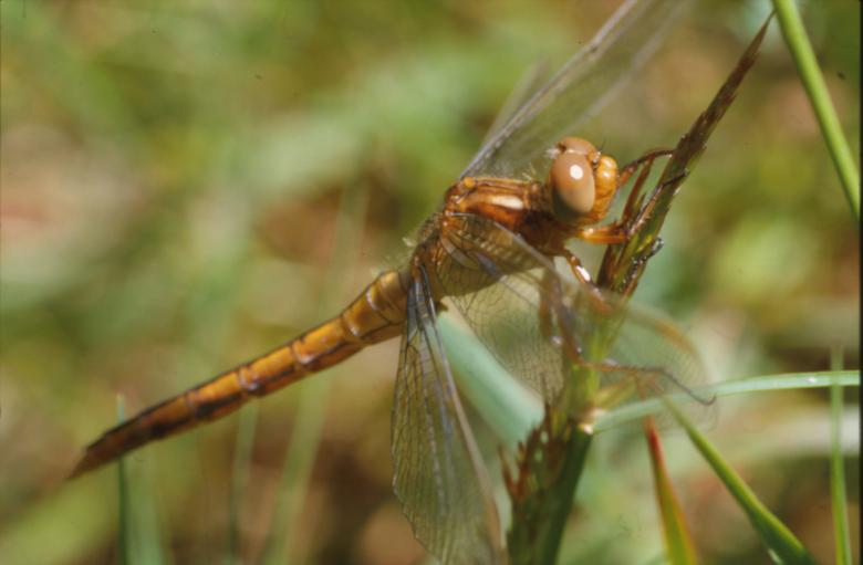Free stock image of DRAGONFLY created by MUNCH PIERRE