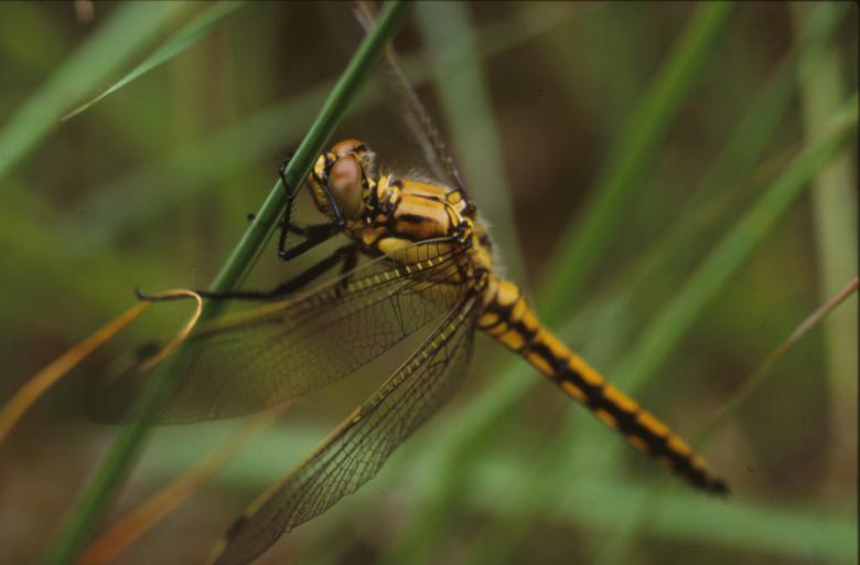 Free stock image of DRAGONFLY created by MUNCH PIERRE