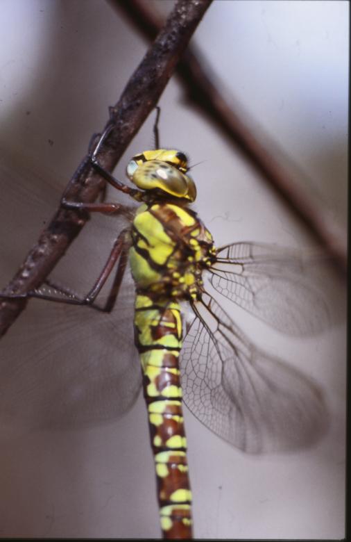 Free stock image of DRAGONFLY created by MUNCH PIERRE