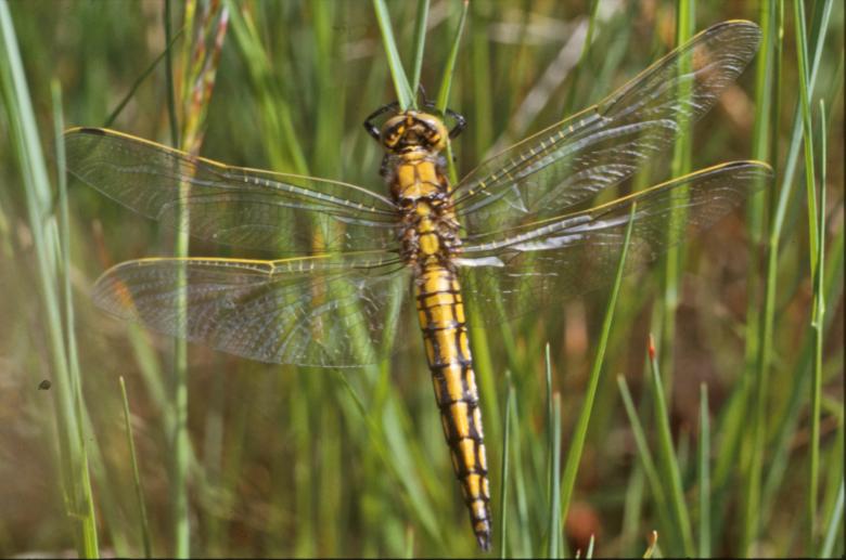 Free stock image of DRAGONFLY created by MUNCH PIERRE