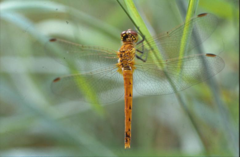 Free stock image of DRAGONFLY created by MUNCH PIERRE