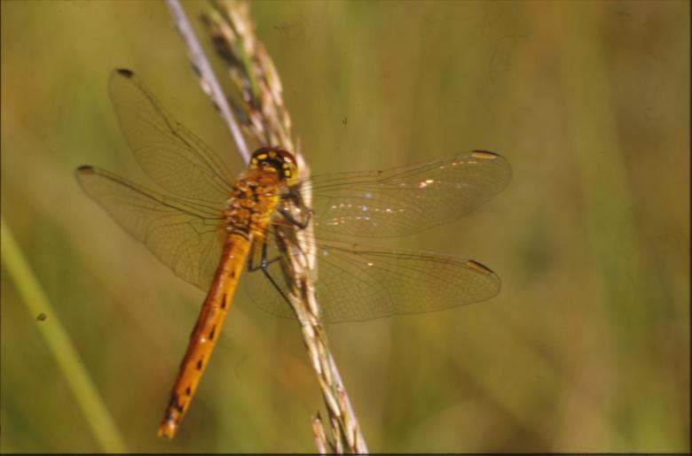 Free stock image of DRAGONFLY created by MUNCH PIERRE