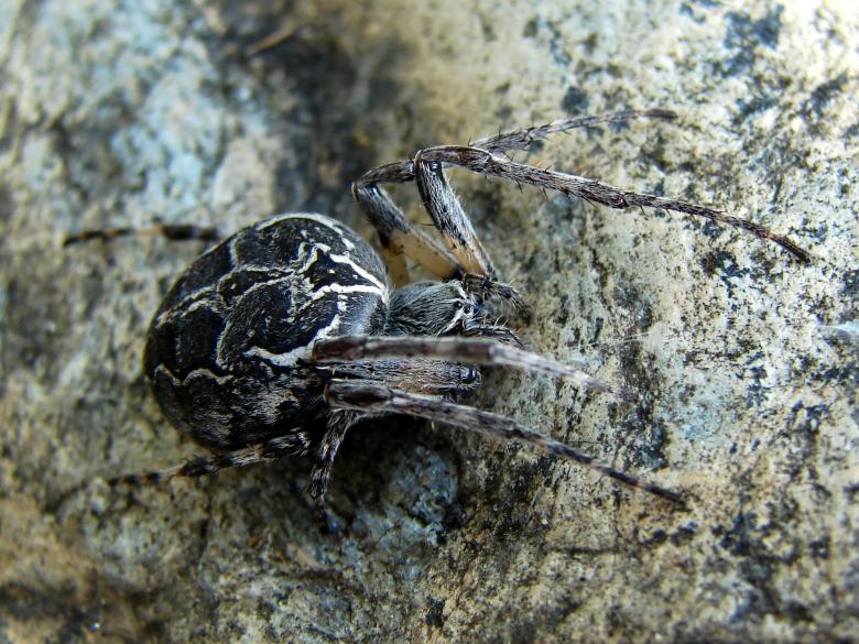 Free stock image of Garden Spider created by Stefan Giuliani