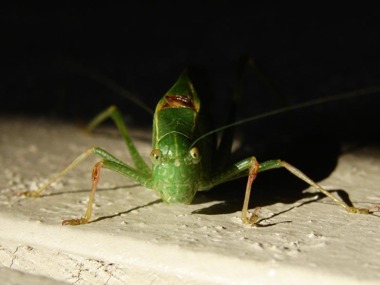 Free stock image of Katydid created by Stefan Giuliani