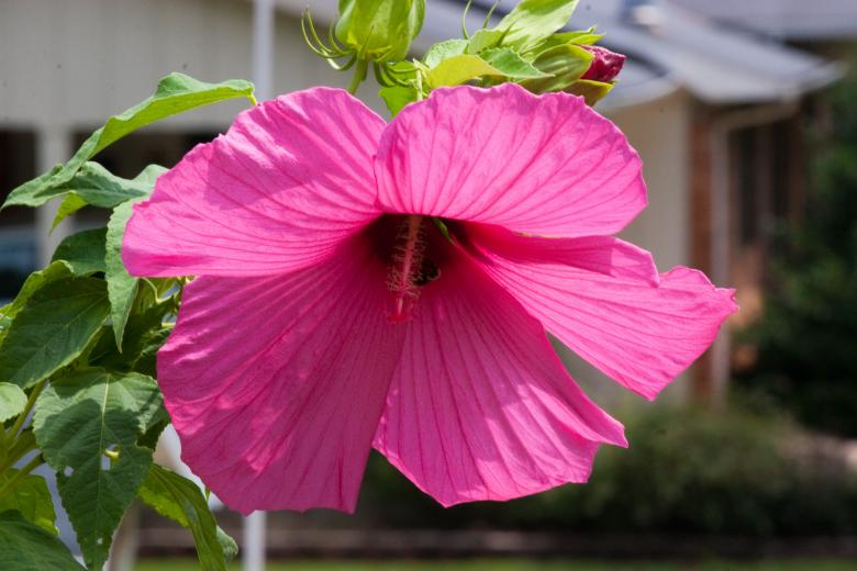 Free stock image of Pink Flowers created by Marianne Venegoni