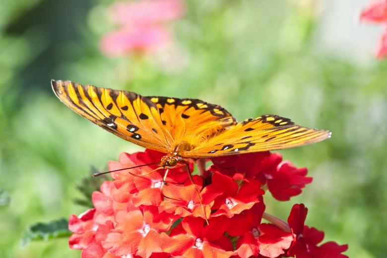 Free stock image of Butterflies and Flowers created by Marianne Venegoni