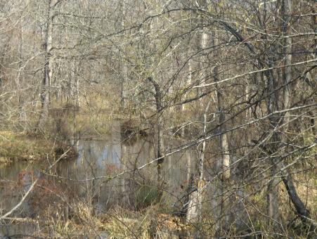 Country swamp - Free Stock Photo