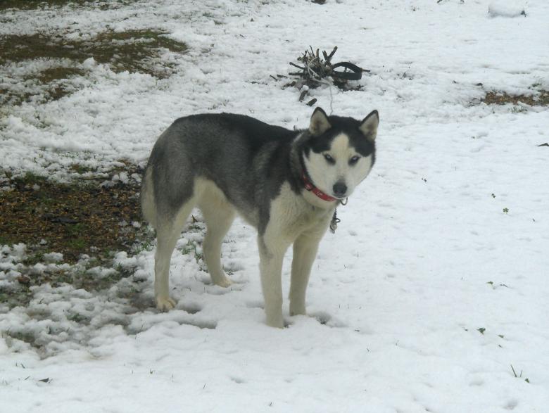 Free stock image of Husky in the snow created by Stephen Rayburn