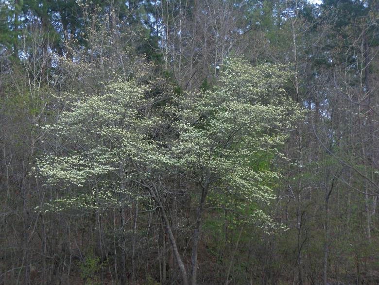 Free stock image of Blooming dogwood created by Stephen Rayburn