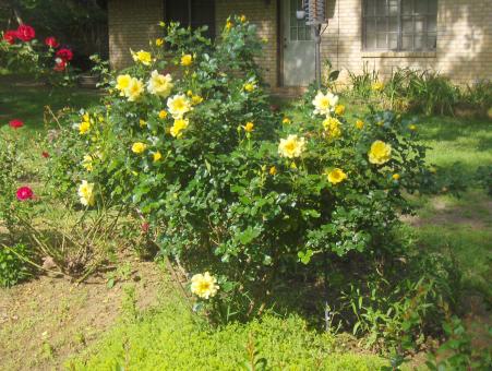 Yellow roses - Free Stock Photo