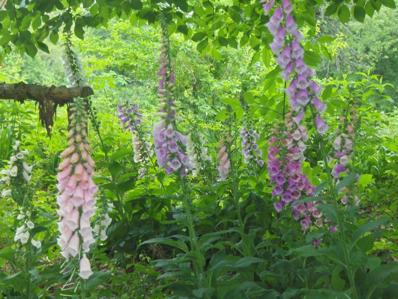Free stock image of Foxgloves created by Stephen Rayburn