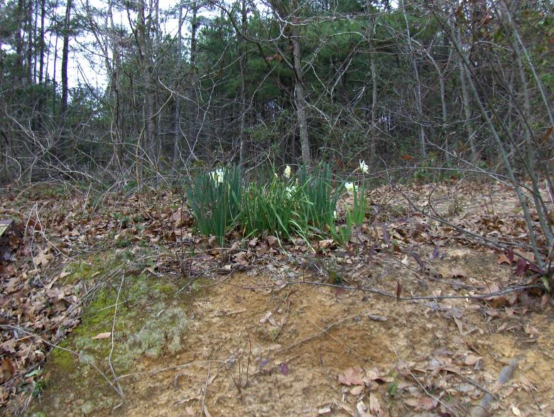 Free stock image of Flowers in early spring created by Stephen Rayburn
