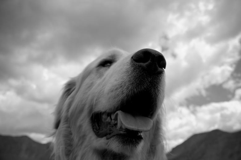 Free stock image of Cute Puppy created by James Stewart