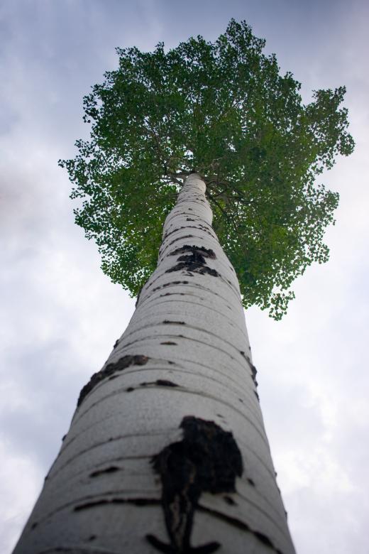 Free stock image of Tall Aspen Tree created by James Stewart