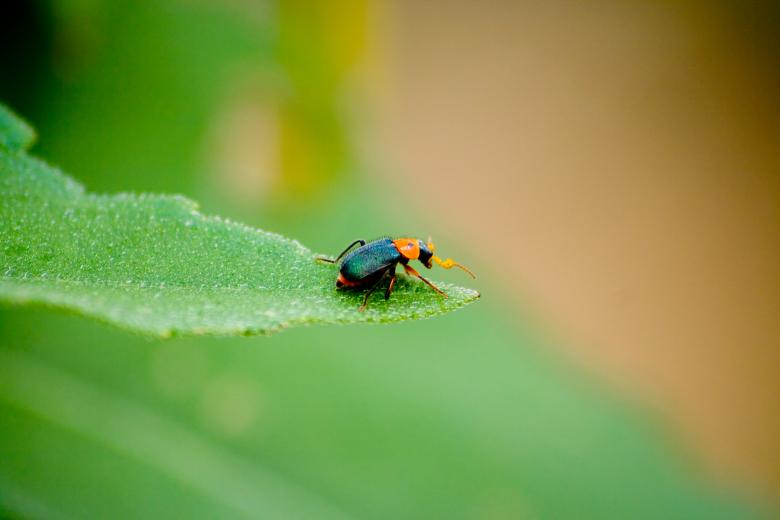 Free stock image of Beetle created by James Stewart