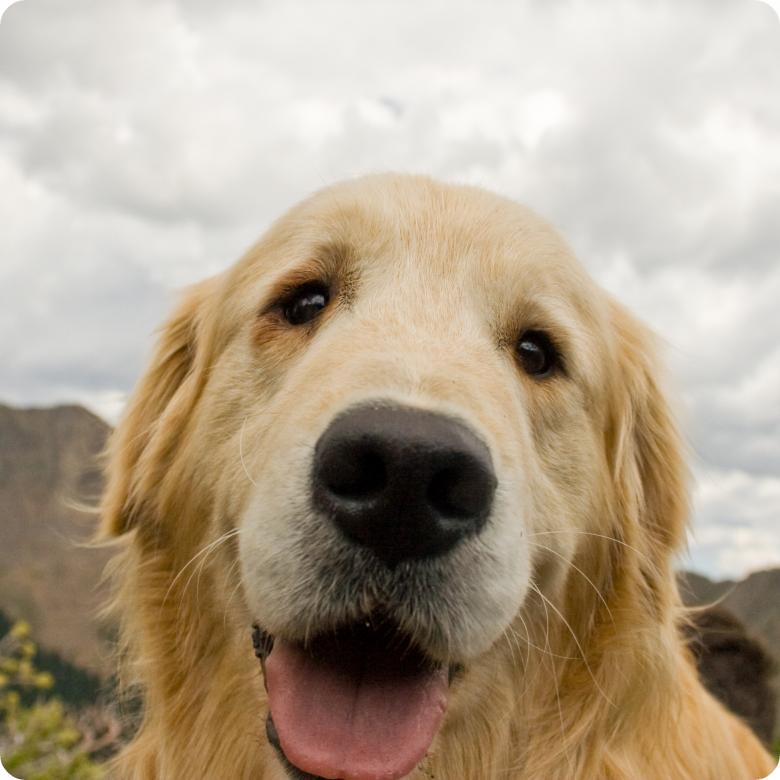 Free stock image of Cute Golden Retriever created by James Stewart