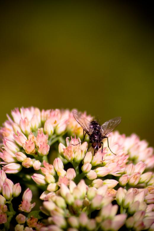 Free stock image of Fly on flower created by James Stewart