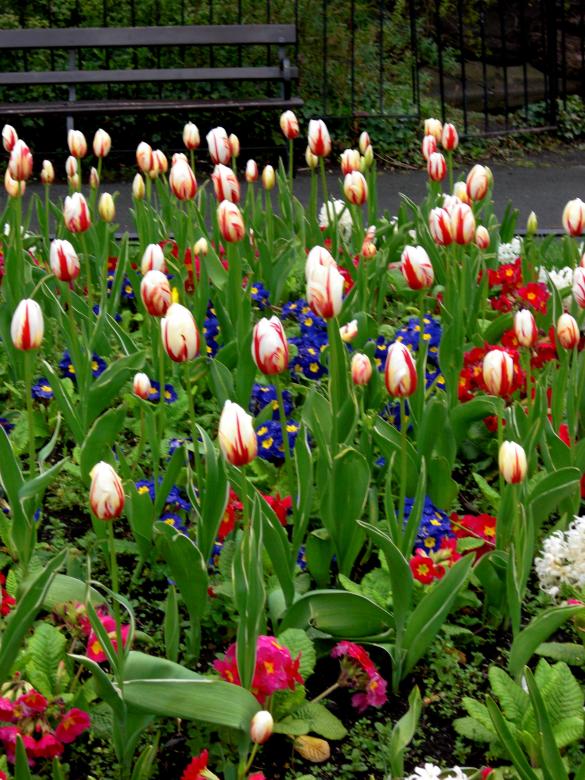 Free stock image of Dublin - St. Stephens Green - Flower Bed created by Brian