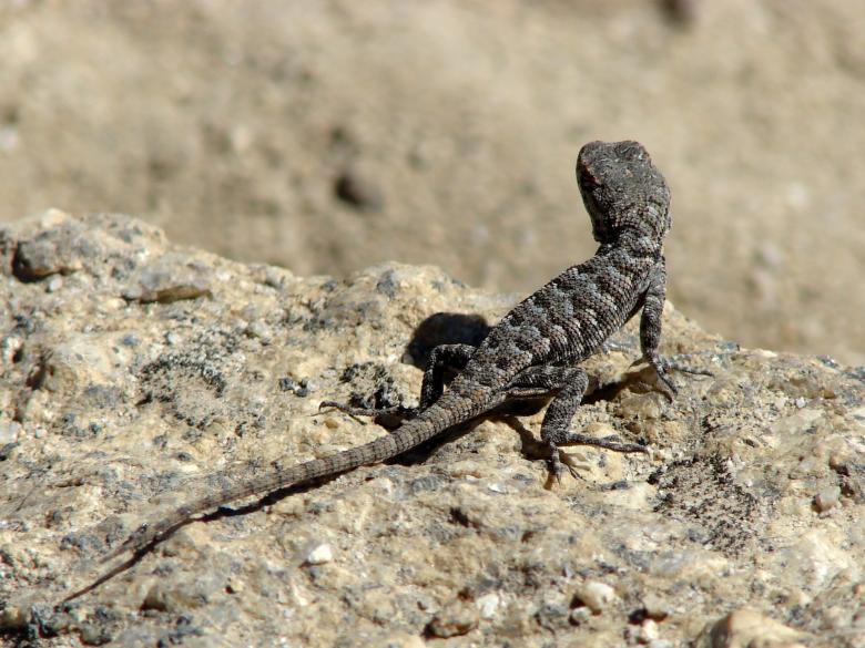 Free stock image of Californian Lizard created by Stefan Giuliani
