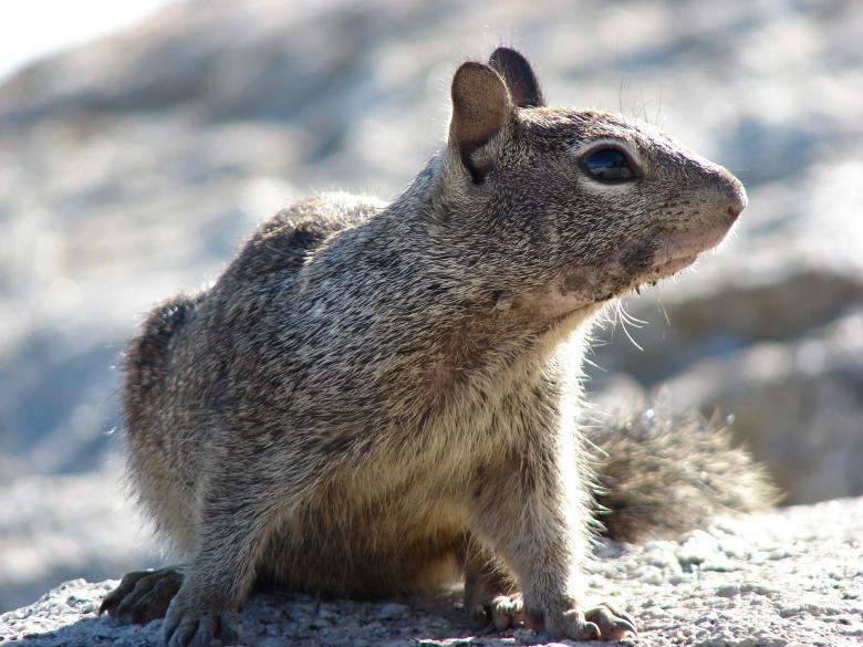 Free stock image of Squirrel created by Stefan Giuliani