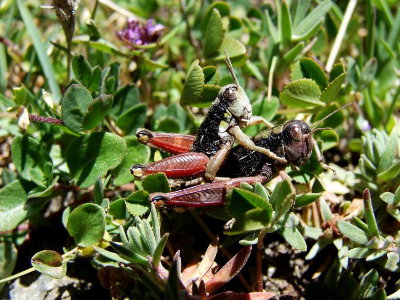 Free stock image of Mating Grasshoppers created by Stefan Giuliani