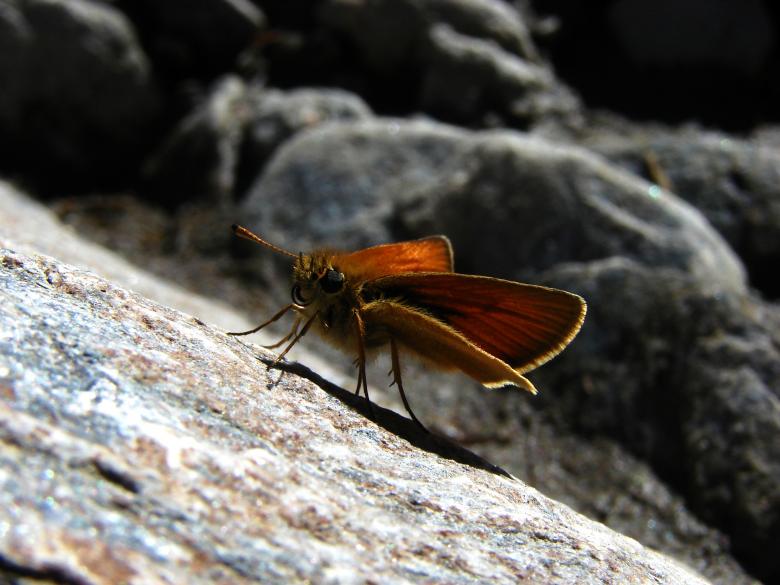 Free stock image of Brown Butterfly created by Stefan Giuliani