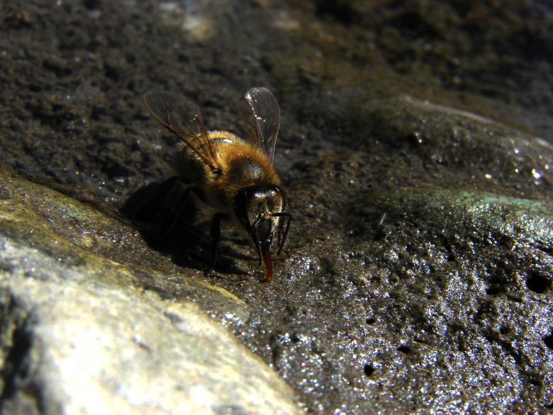 Free stock image of Bee drinking water created by Stefan Giuliani