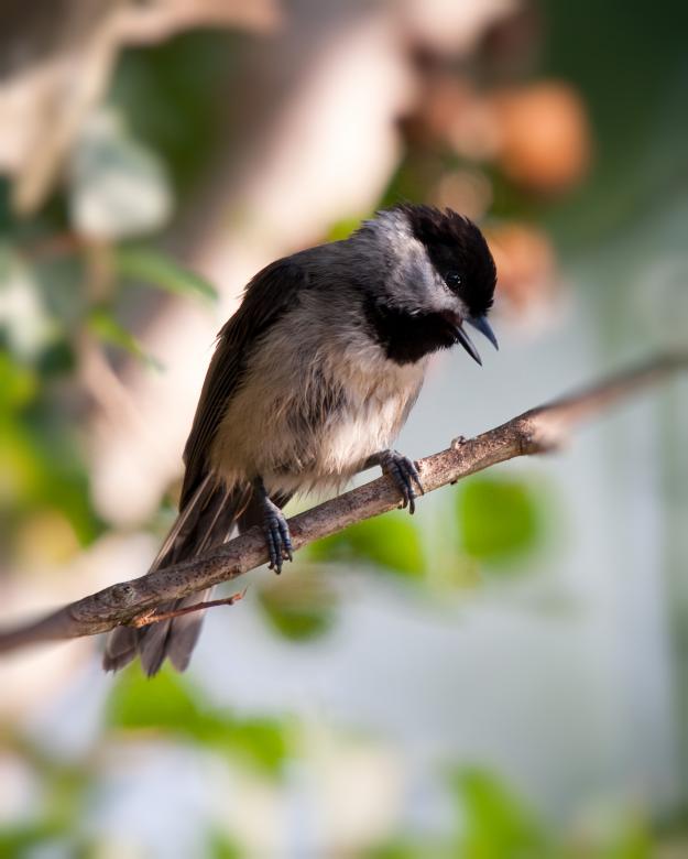 Free stock image of Birds created by Marianne Venegoni