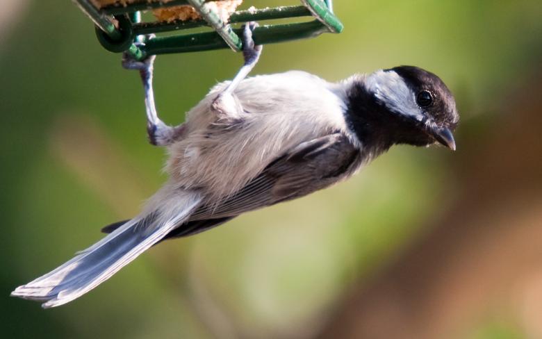 Free stock image of Birds, Carolina Chickadee created by Marianne Venegoni
