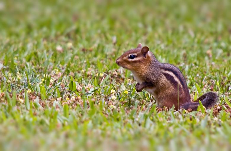 Free stock image of Chipmunk created by Marianne Venegoni