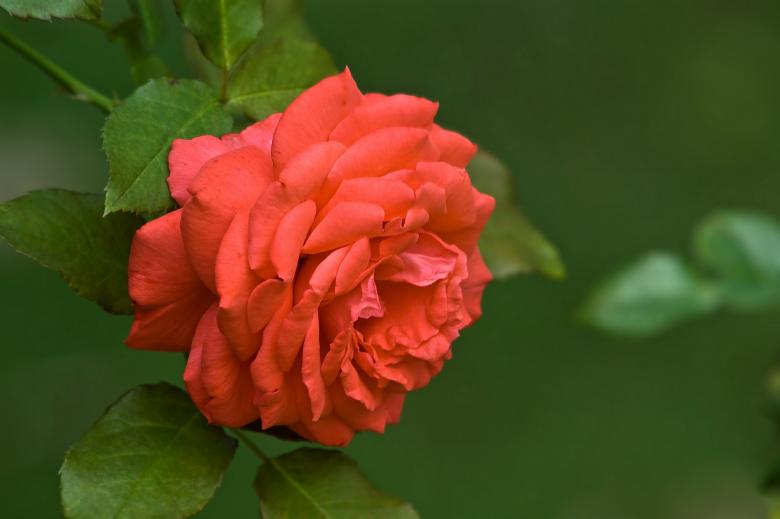 Free stock image of Flowers in the Garden created by Marianne Venegoni