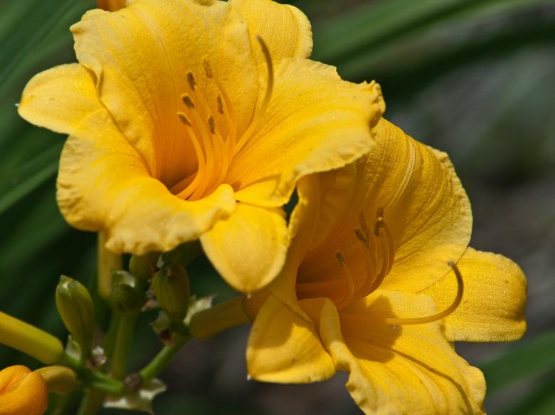 Free stock image of Flowers in the Garden created by Marianne Venegoni