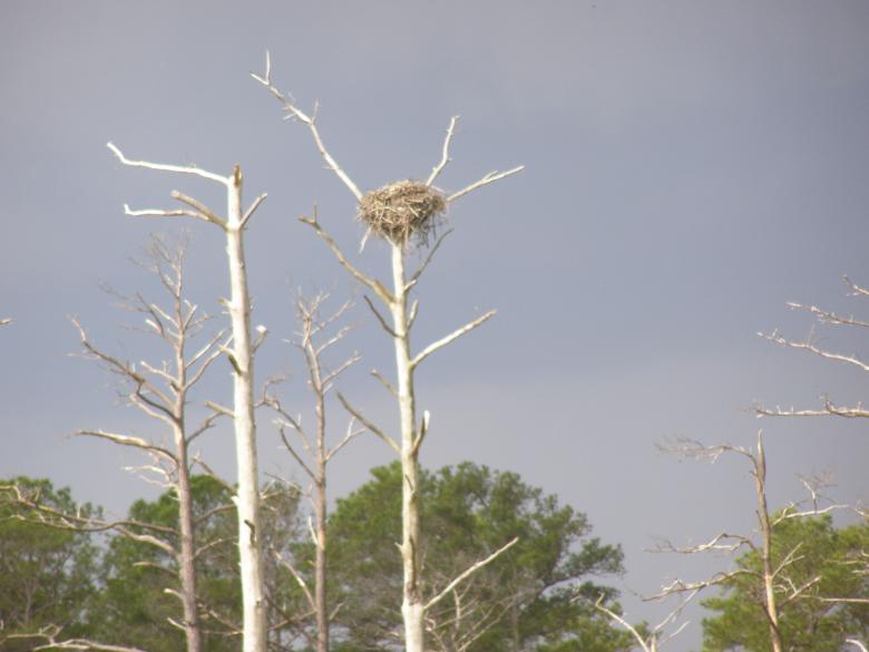 Free stock image of DE - Eagles Nest created by The Nager Family