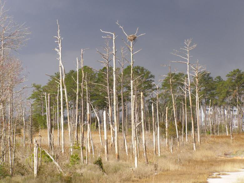 Free stock image of DE - Eagles Nest created by The Nager Family