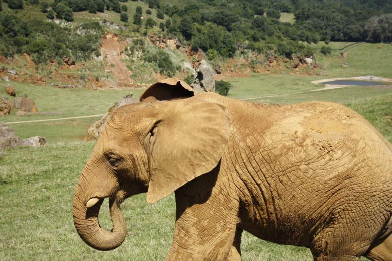 Free stock image of Elephant at Cabarceno ZOO, Spain created by Dragomir Bogomilov