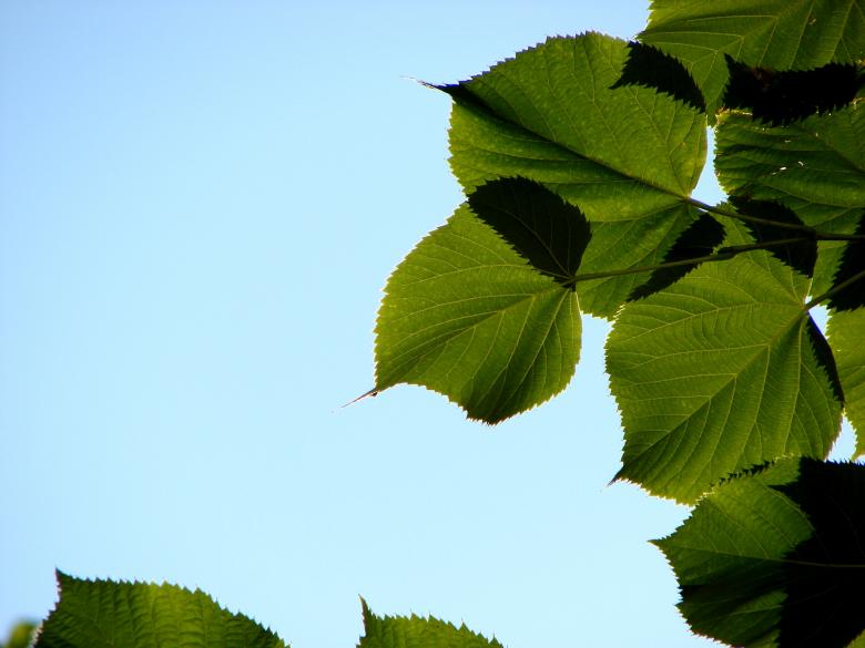 Free stock image of Green Leaves created by Stefan Giuliani