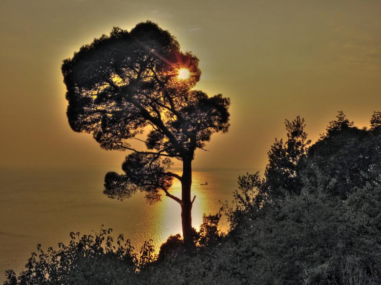 Free stock image of Behind the trees created by Furio Franceschinel