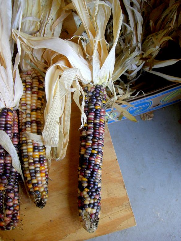 Free stock image of Dried Corn Husk created by Brian