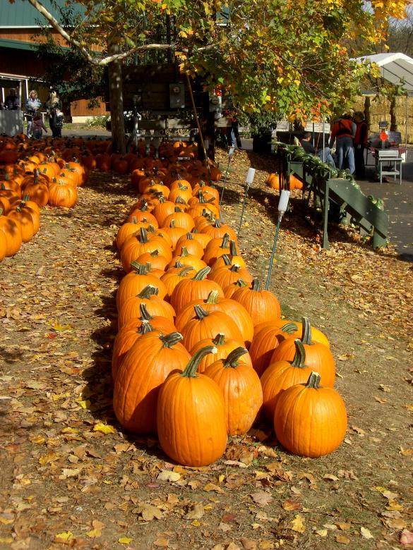 Free stock image of Pumpkin Patch Row created by Brian