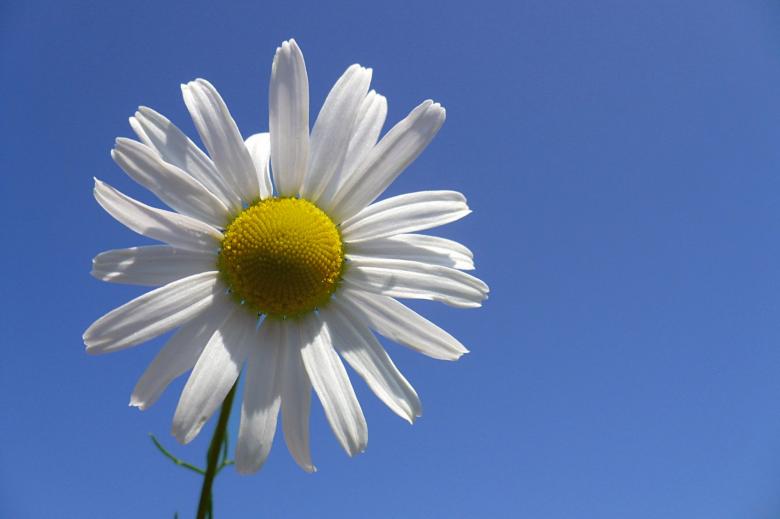 Free stock image of Flower power created by paul clifton