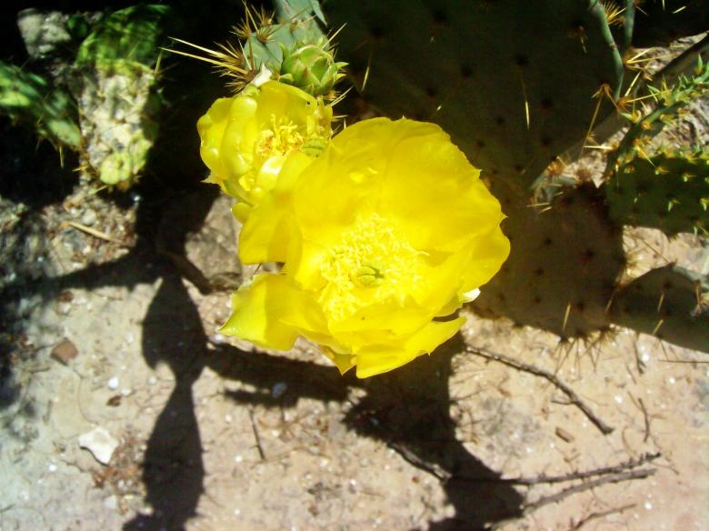 Free stock image of Yellow Flower created by homero chapa
