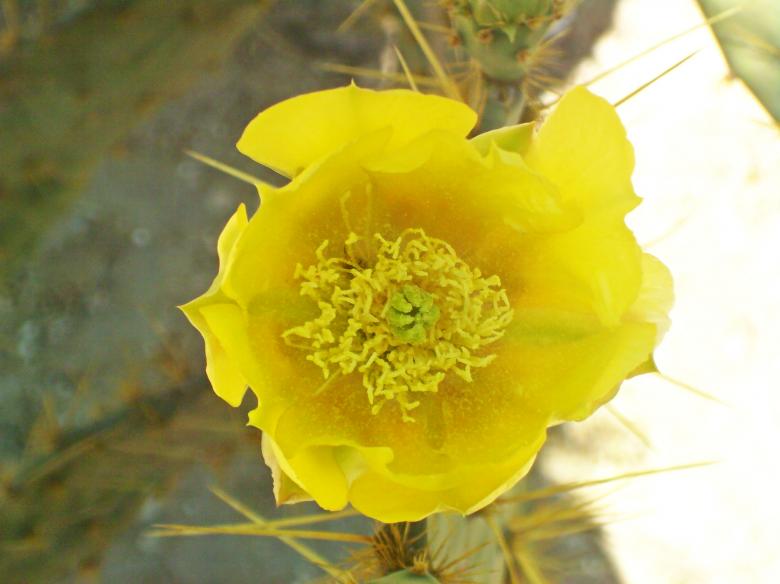 Free stock image of Yellow flower close-up created by homero chapa