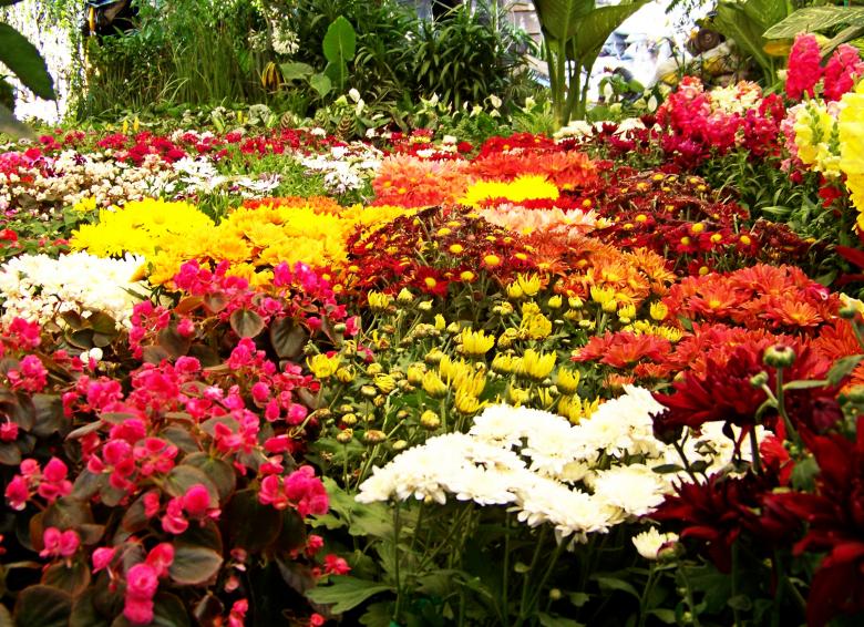 Free stock image of Bed of flowers created by homero chapa